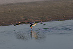 black skimmer