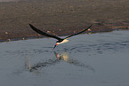 black skimmer
