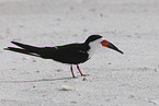 black skimmer