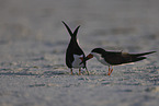black skimmer