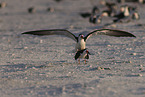 black skimmer