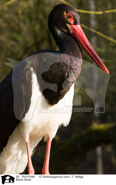 Schwarzstorch / Black Stork / TH-01096