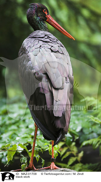 Schwarzstorch / black stork / MAZ-01708