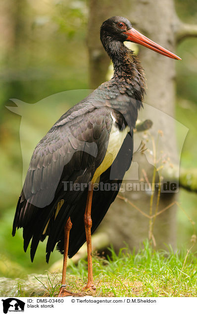 Schwarzstorch / black storck / DMS-03460