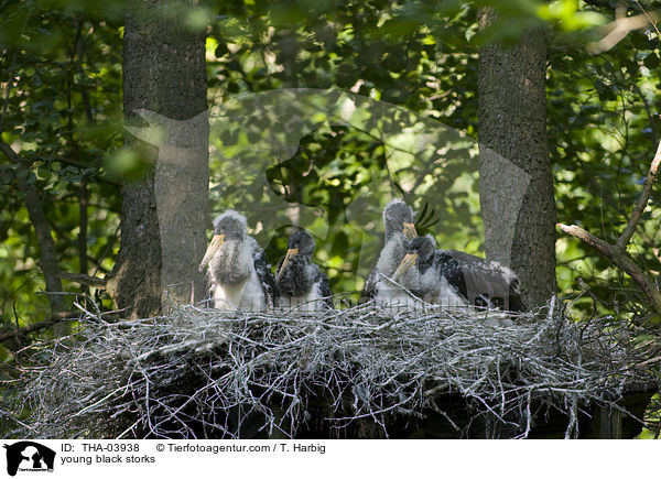 junge Schwarzstrche / young black storks / THA-03938