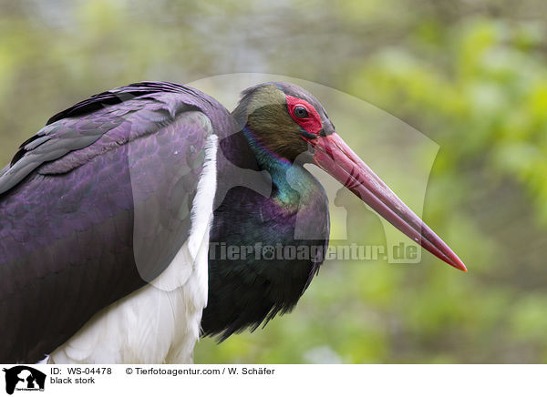 Schwarzstorch / black stork / WS-04478