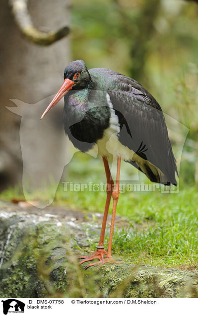 Schwarzstorch / black stork / DMS-07758