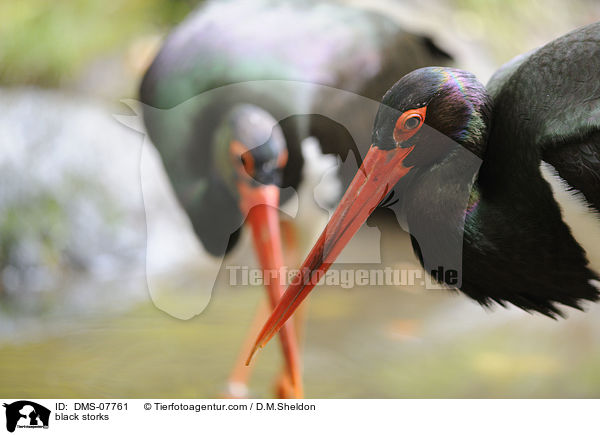 black storks / DMS-07761