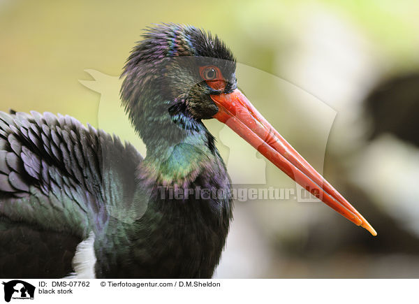 black stork / DMS-07762