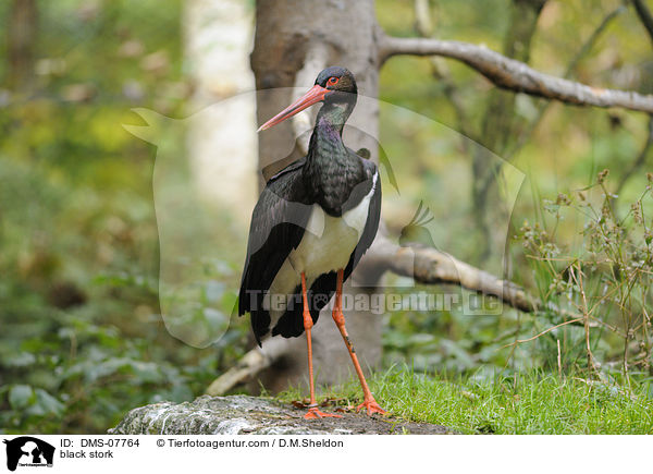 black stork / DMS-07764