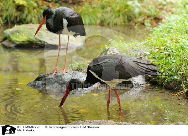 black storks / DMS-07790