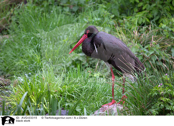 black stork / AVD-03315