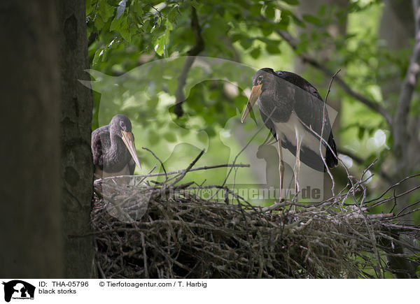 black storks / THA-05796
