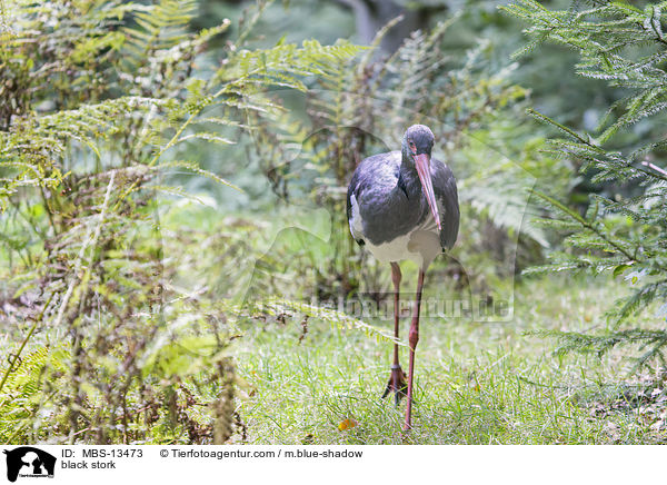 Schwarzstorch / black stork / MBS-13473