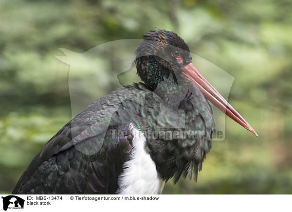 black stork / MBS-13474