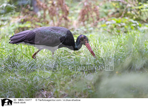 black stork / MBS-13477