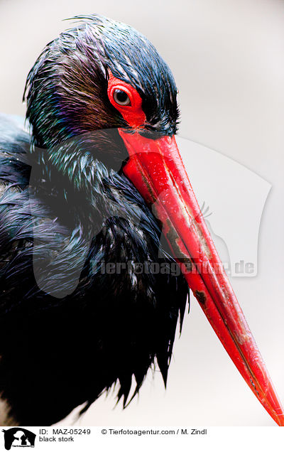 Schwarzstorch / black stork / MAZ-05249