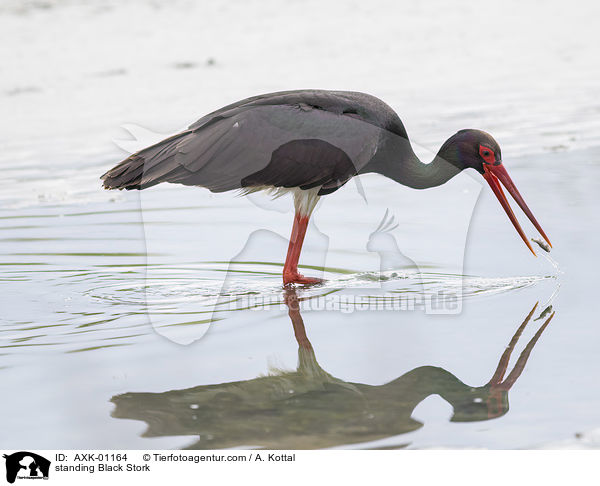 stehender Schwarzstorch / standing Black Stork / AXK-01164
