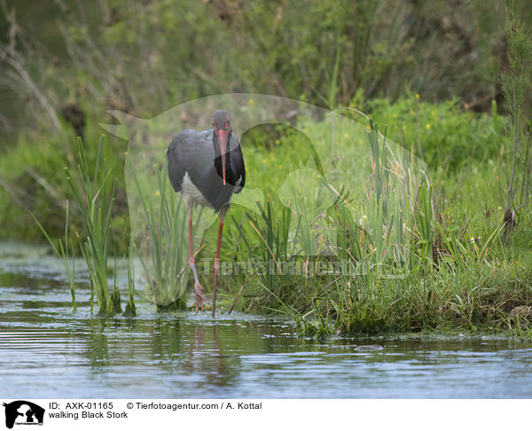 walking Black Stork / AXK-01165