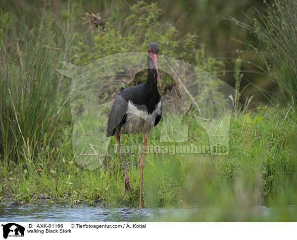 walking Black Stork / AXK-01166