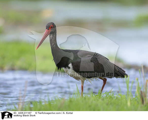 walking Black Stork / AXK-01167