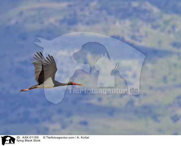 flying Black Stork / AXK-01169