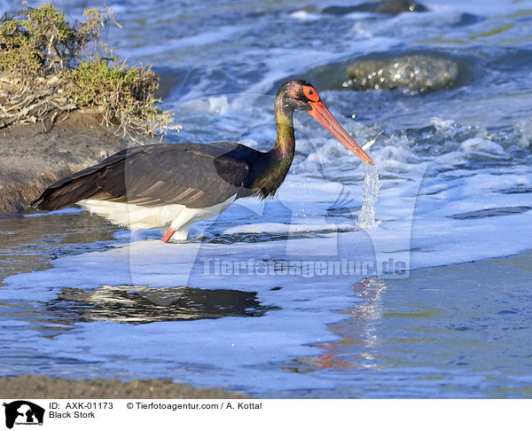 Schwarzstorch / Black Stork / AXK-01173