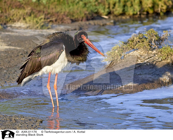 stehender Schwarzstorch / standing Black Stork / AXK-01176