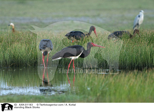 stehende Schwarzstrche / standing Black Storks / AXK-01183