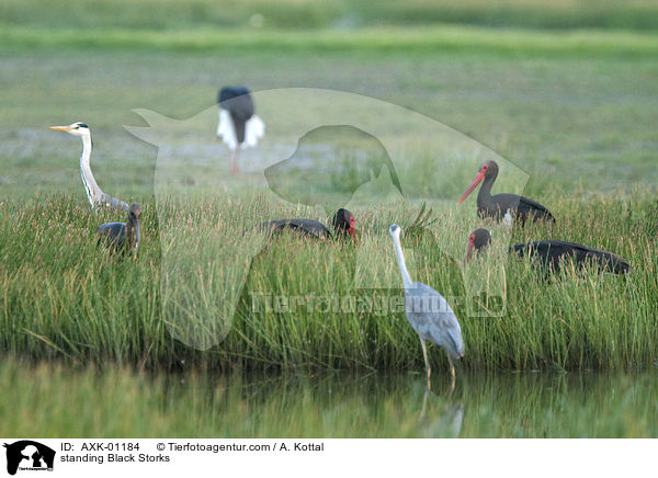stehende Schwarzstrche / standing Black Storks / AXK-01184