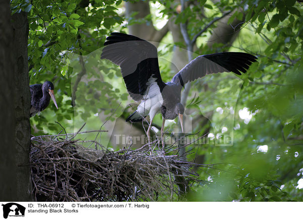stehende Schwarzstrche / standing Black Storks / THA-06912