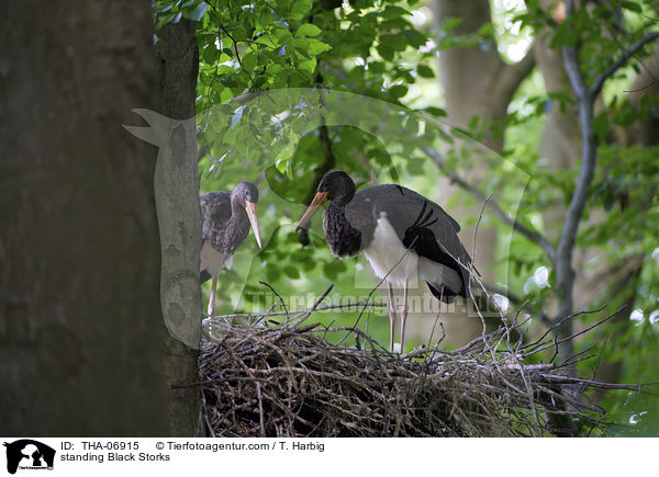 stehende Schwarzstrche / standing Black Storks / THA-06915