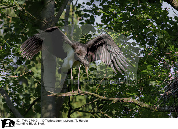 stehender Schwarzstorch / standing Black Stork / THA-07040