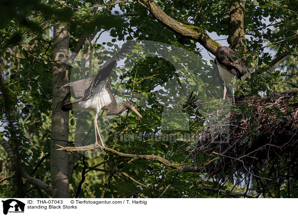 stehende Schwarzstrche / standing Black Storks / THA-07043