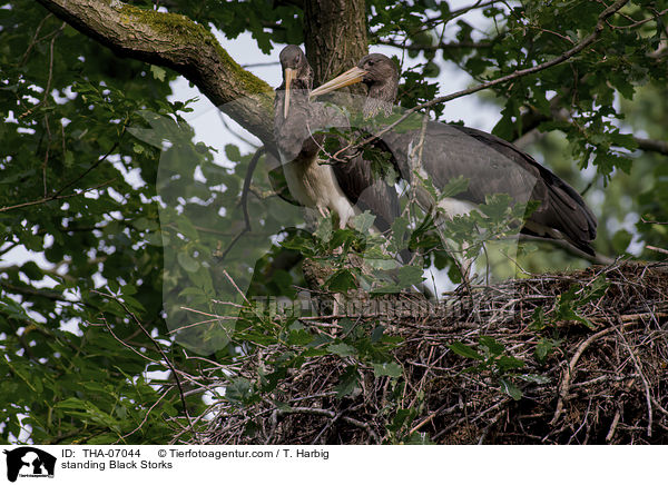 stehende Schwarzstrche / standing Black Storks / THA-07044