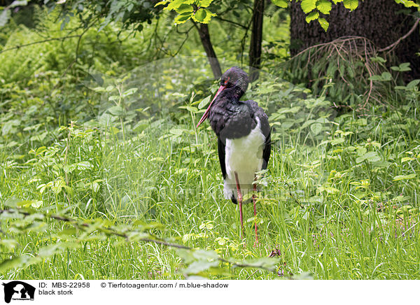 Schwarzstorch / black stork / MBS-22958