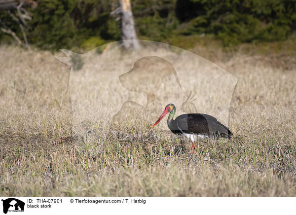 Schwarzstorch / black stork / THA-07901