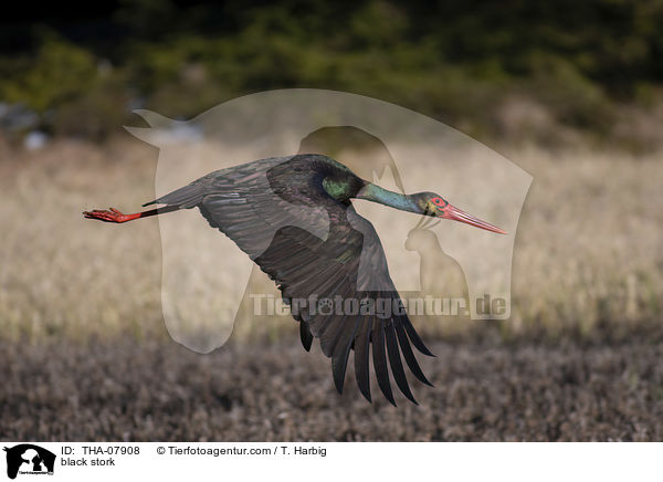Schwarzstorch / black stork / THA-07908