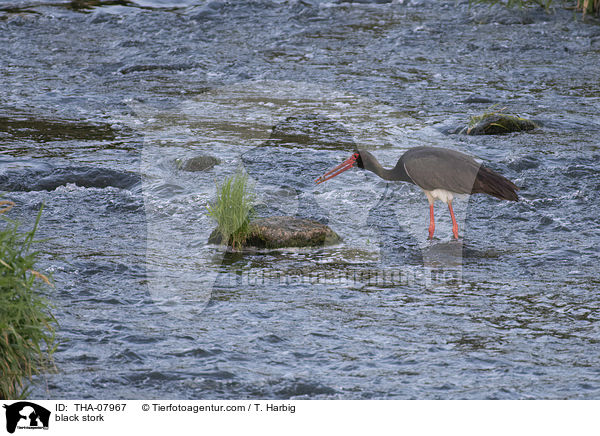 black stork / THA-07967