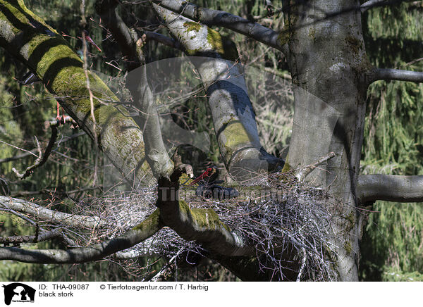 black stork / THA-09087