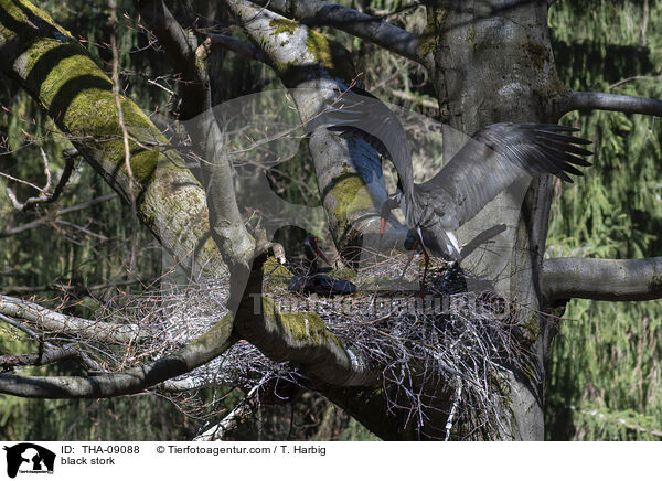 black stork / THA-09088