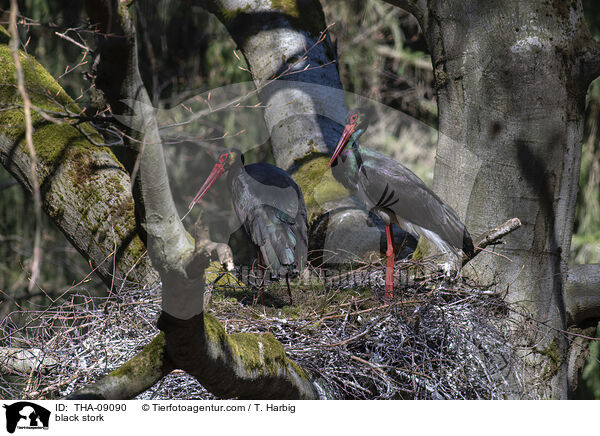 Schwarzstorch / black stork / THA-09090