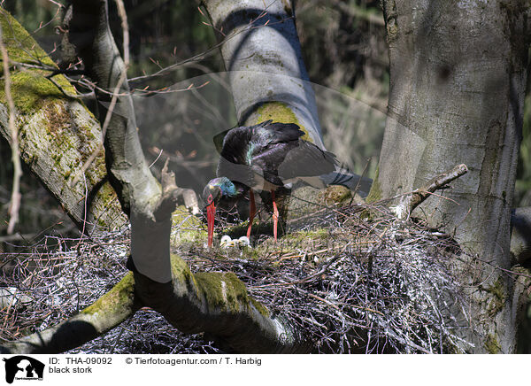 black stork / THA-09092