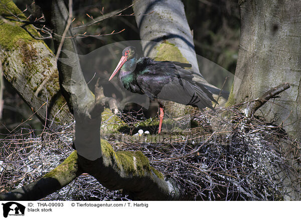 black stork / THA-09093