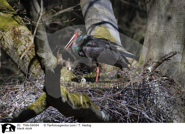 Schwarzstorch / black stork / THA-09094