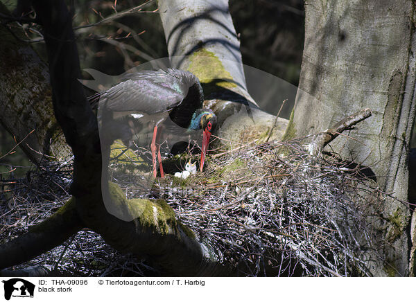 Schwarzstorch / black stork / THA-09096