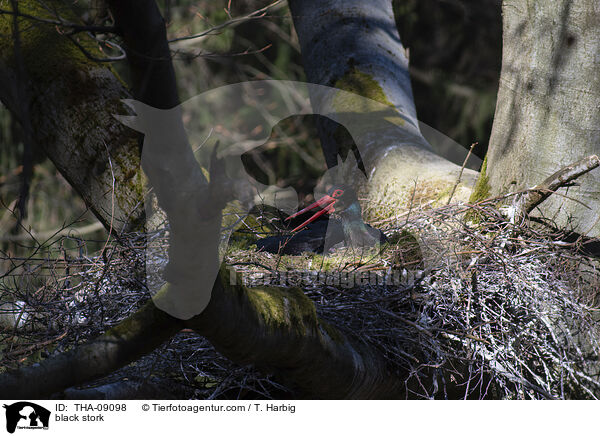 black stork / THA-09098