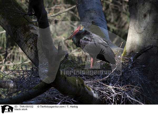 black stork / THA-09102