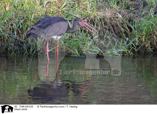 black stork / THA-09120