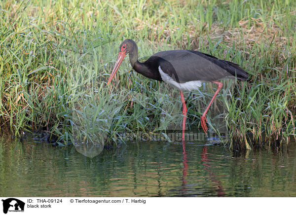 Schwarzstorch / black stork / THA-09124